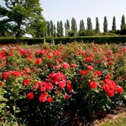 'Søren Kanne'™ Rosa X 'Søren Kanne'™ (Buketrose) A-Kvalitet,- Barrods Roser Min. 3 Grene -Sirius Butik p24251 51725 rosa x soeren kanne buketrose eb73