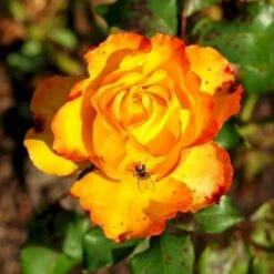 'Tequila Sunrise' Rosa X 'Tequila Sunrise' (Storblomstrende) A-Kvalitet,- Barrods Roser Min. 3 Grene