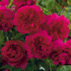 'Thomas á Becket' Rosa X 'Thomas á Becket' (Engelsk Rose) A-Kvalitet,- Barrods Roser Min. 3 Grene -Sirius Butik p24272 53216 rosa x thomas a becket engelsk rose 5897