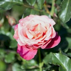 'Thor Heyerdahl' Rosa X 'Thor Heyerdahl' (Storblomstrende) A-Kvalitet,- Barrods Roser Min. 3 Grene