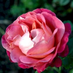 'Thor Heyerdahl' Rosa X 'Thor Heyerdahl' (Storblomstrende) A-Kvalitet,- Barrods Roser Min. 3 Grene -Sirius Butik p24273 51393 rosa x thor heyerdahl storblomstrende b2df