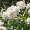 'Tranquillity' Rosa X 'Tranquillity' (Engelsk Rose) A-Kvalitet,- Barrods Roser Min. 3 Grene