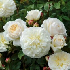 'Tranquillity' Rosa X 'Tranquillity' (Engelsk Rose) A-Kvalitet,- Barrods Roser Min. 3 Grene -Sirius Butik p24285 53227 rosa x tranquillity engelsk rose 19a1