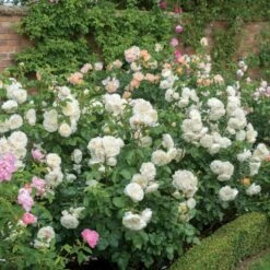 'Tranquillity' Rosa X 'Tranquillity' (Engelsk Rose) A-Kvalitet,- Barrods Roser Min. 3 Grene -Sirius Butik p24285 53228 rosa x tranquillity engelsk rose 86eb