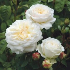 'Tranquillity' Rosa X 'Tranquillity' (Engelsk Rose) A-Kvalitet,- Barrods Roser Min. 3 Grene -Sirius Butik p24285 53229 rosa x tranquillity engelsk rose c74b