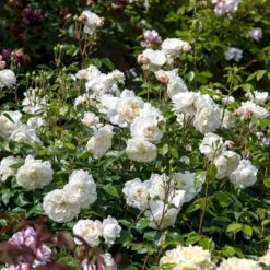 'Tranquillity' Rosa X 'Tranquillity' (Engelsk Rose) A-Kvalitet,- Barrods Roser Min. 3 Grene -Sirius Butik p24285 53232 rosa x tranquillity engelsk rose 31ac