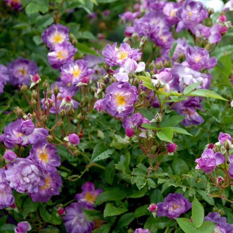 'Veilchenblau' Rosa Multiflora 'Veilchenblau' (Slyngrose) A-Kvalitet,- Barrods Roser Min. 3 Grene 1 'Veilchenblau' Rosa Multiflora 'Veilchenblau' (Slyngrose) A-Kvalitet,- Barrods Roser Min. 3 Grene