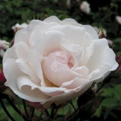 'Venusta Pendula' Rosa Arvensis 'Venusta Pendula' (Slyngrose) A-Kvalitet,- Barrods Roser Min. 3 Grene