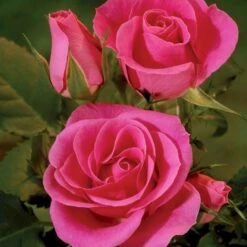 'Violet™ Hit'® Rosa X 'Violet™ Hit'® (Miniaturerose) A-Kvalitet,- Barrods Roser Min. 3 Grene -Sirius Butik p24308 52074 rosa x violet hit miniaturerose 8d90