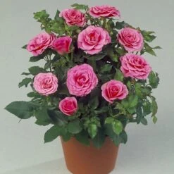 'Violet™ Hit'® Rosa X 'Violet™ Hit'® (Miniaturerose) A-Kvalitet,- Barrods Roser Min. 3 Grene -Sirius Butik p24308 52075 rosa x violet hit miniaturerose 11bc