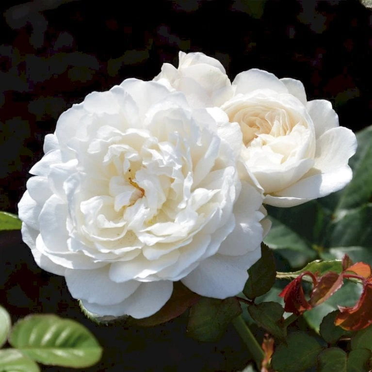 'William And Cathrine'™ Rosa X 'William And Cathrine'™ (Engelsk Rose) A-Kvalitet,- Barrods Roser Min. 3 Grene 1 'William And Cathrine'™ Rosa X 'William And Cathrine'™ (Engelsk Rose) A-Kvalitet,- Barrods Roser Min. 3 Grene