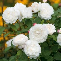 'William And Cathrine'™ Rosa X 'William And Cathrine'™ (Engelsk Rose) A-Kvalitet,- Barrods Roser Min. 3 Grene 11 'William And Cathrine'™ Rosa X 'William And Cathrine'™ (Engelsk Rose) A-Kvalitet,- Barrods Roser Min. 3 Grene -Sirius Butik p24337 53243 rosa x william and cathrine engelsk rose eb29