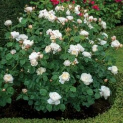 'William And Cathrine'™ Rosa X 'William And Cathrine'™ (Engelsk Rose) A-Kvalitet,- Barrods Roser Min. 3 Grene 12 'William And Cathrine'™ Rosa X 'William And Cathrine'™ (Engelsk Rose) A-Kvalitet,- Barrods Roser Min. 3 Grene -Sirius Butik p24337 53244 rosa x william and cathrine engelsk rose 35e0