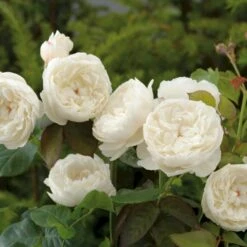 'William And Cathrine'™ Rosa X 'William And Cathrine'™ (Engelsk Rose) A-Kvalitet,- Barrods Roser Min. 3 Grene 14 'William And Cathrine'™ Rosa X 'William And Cathrine'™ (Engelsk Rose) A-Kvalitet,- Barrods Roser Min. 3 Grene -Sirius Butik p24337 53246 rosa x william and cathrine engelsk rose c3b3