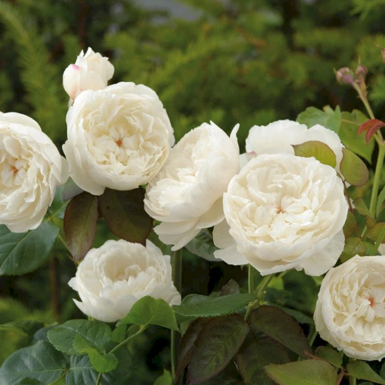 'William And Cathrine'™ Rosa X 'William And Cathrine'™ (Engelsk Rose) A-Kvalitet,- Barrods Roser Min. 3 Grene 6 'William And Cathrine'™ Rosa X 'William And Cathrine'™ (Engelsk Rose) A-Kvalitet,- Barrods Roser Min. 3 Grene - Billede 6