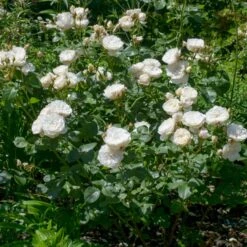 'William And Cathrine'™ Rosa X 'William And Cathrine'™ (Engelsk Rose) A-Kvalitet,- Barrods Roser Min. 3 Grene 15 'William And Cathrine'™ Rosa X 'William And Cathrine'™ (Engelsk Rose) A-Kvalitet,- Barrods Roser Min. 3 Grene -Sirius Butik p24337 53247 rosa x william and cathrine engelsk rose a6c3