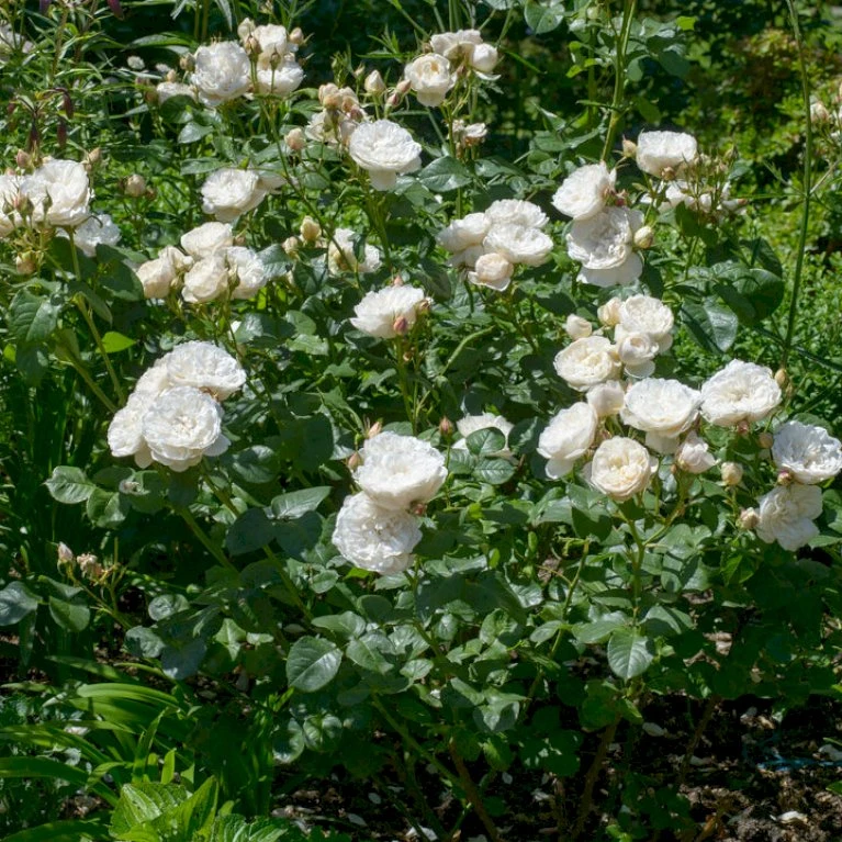'William And Cathrine'™ Rosa X 'William And Cathrine'™ (Engelsk Rose) A-Kvalitet,- Barrods Roser Min. 3 Grene 7 'William And Cathrine'™ Rosa X 'William And Cathrine'™ (Engelsk Rose) A-Kvalitet,- Barrods Roser Min. 3 Grene - Billede 7