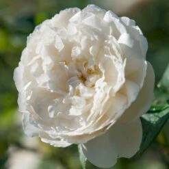 'William And Cathrine'™ Rosa X 'William And Cathrine'™ (Engelsk Rose) A-Kvalitet,- Barrods Roser Min. 3 Grene 16 'William And Cathrine'™ Rosa X 'William And Cathrine'™ (Engelsk Rose) A-Kvalitet,- Barrods Roser Min. 3 Grene -Sirius Butik p24337 53248 rosa x william and cathrine engelsk rose ff45