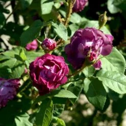 'William Lobb' Rosa Centifolia Muscosa 'William Lobb' (Mosrose) A-Kvalitet,- Barrods Roser Min. 3 Grene -Sirius Butik p24340 52935 rosa centifolia muscosa william lobb mosrose cad0