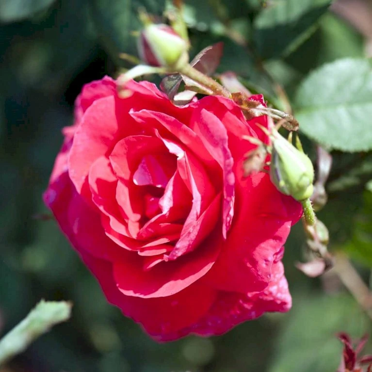 'Winnipeg Parks' Rosa X 'Winnipeg Parks' (Buskrose) A-Kvalitet,- Barrods Roser Min. 3 Grene 1 'Winnipeg Parks' Rosa X 'Winnipeg Parks' (Buskrose) A-Kvalitet,- Barrods Roser Min. 3 Grene