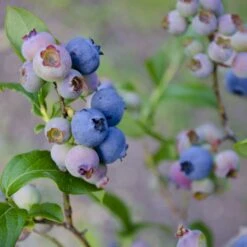 Storfrugtet Blåbær 'Patriot' Vaccinium Corymbosum 'Patriot' Potte 3,0 Liter,- Opbundet -Sirius Butik p243 50682 vaccinium corymbosum patriot 9809
