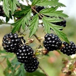 Brombær 'Thornless Evergreen' Rubus Fruticosus 'Thornless Evergreen' Potte 3,0 Liter,- Opbundet