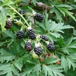Brombær 'Thornless Evergreen' Rubus Fruticosus 'Thornless Evergreen' Potte 3,0 Liter,- Opbundet 6 Brombær 'Thornless Evergreen' Rubus Fruticosus 'Thornless Evergreen' Potte 3,0 Liter,- Opbundet -Sirius Butik p247 50654 rubus fruticosus thornless evergreen d08a