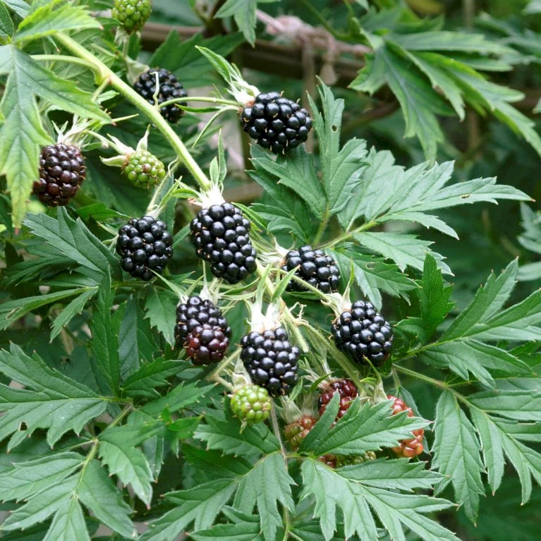 Brombær 'Thornless Evergreen' Rubus Fruticosus 'Thornless Evergreen' Potte 3,0 Liter,- Opbundet 3 Brombær 'Thornless Evergreen' Rubus Fruticosus 'Thornless Evergreen' Potte 3,0 Liter,- Opbundet - Billede 3