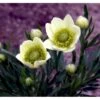 Anemone 'Annabella White' Anemone Multifida 'Annabella White' 1 Liter Potte