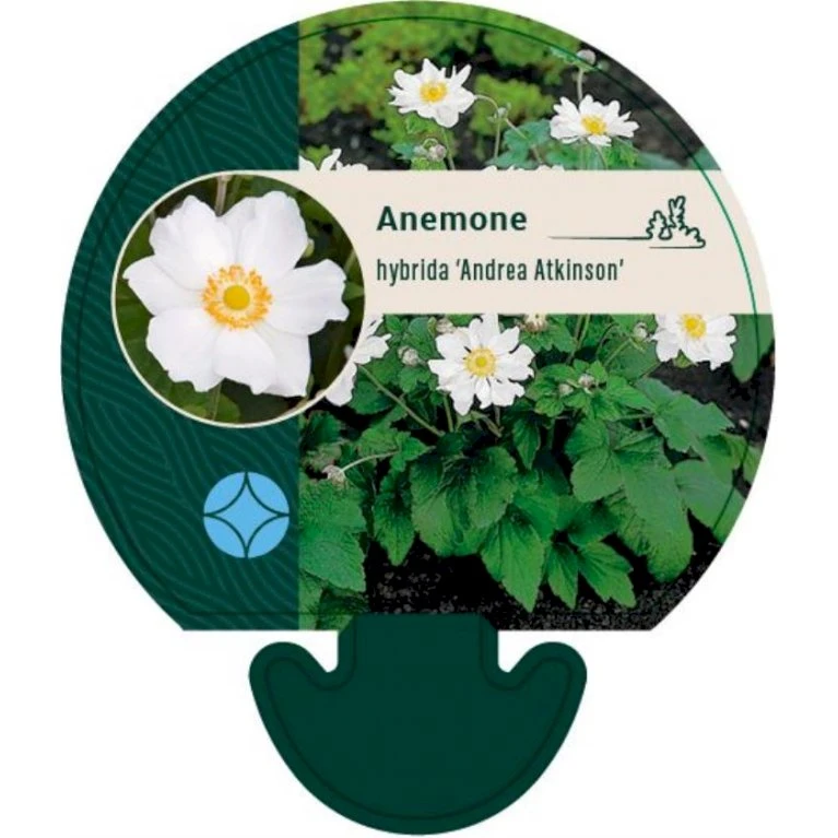 Høstanemone Anemone X Hybrida 'Andrea Atkinson' 9 Cm. Potte 1 Høstanemone Anemone X Hybrida 'Andrea Atkinson' 9 Cm. Potte