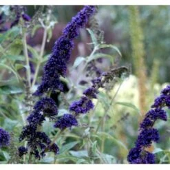 Sommerfuglebusk 'Empire Blue' Buddleja Davidii 'Empire Blue' Potte 2,0 Liter,- 30-40 Cm. 5 Sommerfuglebusk 'Empire Blue' Buddleja Davidii 'Empire Blue' Potte 2,0 Liter,- 30-40 Cm. -Sirius Butik p249 36405 buddleja davidii empire blue fd81