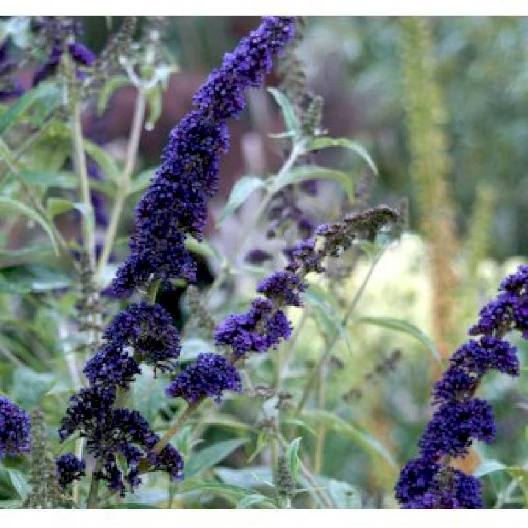 Sommerfuglebusk 'Empire Blue' Buddleja Davidii 'Empire Blue' Potte 2,0 Liter,- 30-40 Cm. 3 Sommerfuglebusk 'Empire Blue' Buddleja Davidii 'Empire Blue' Potte 2,0 Liter,- 30-40 Cm. - Billede 3
