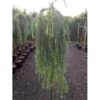 Hængende Japansk Lærk 'Stiff Weeping' Larix Kaempferi 'Stiff Weeping' Opstammet,- Potte 12 Liter,- 150 Cm. Stamme