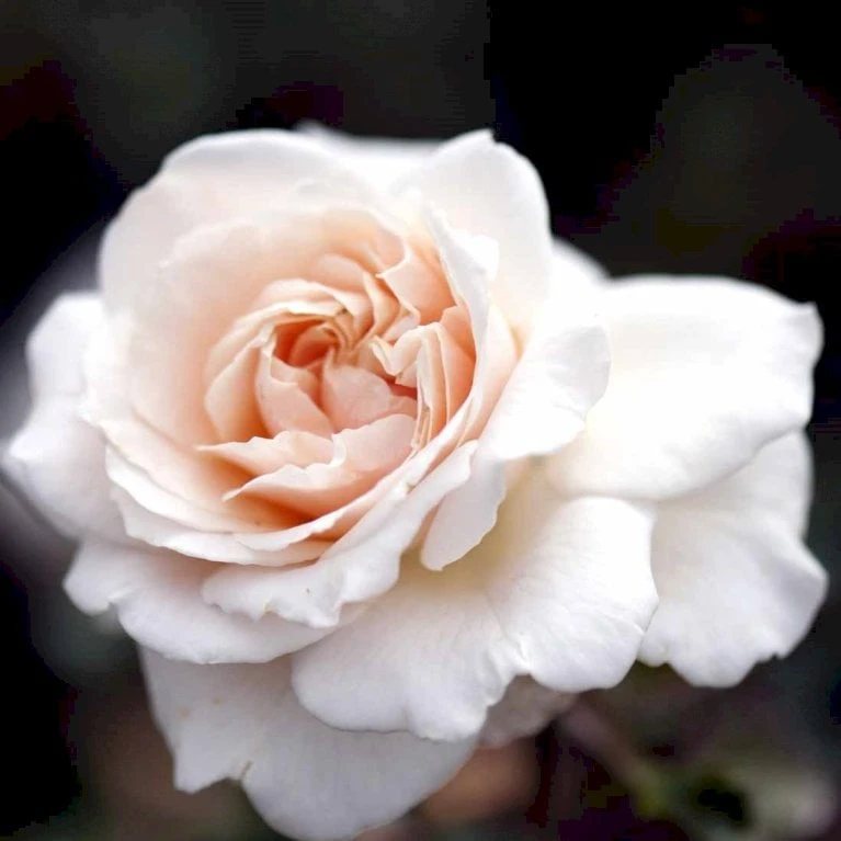 'Penny Lane' Rosa X 'Penny Lane' (Slyngrose) A-Kvalitet,- Barrods Roser Min. 3 Grene 1 'Penny Lane' Rosa X 'Penny Lane' (Slyngrose) A-Kvalitet,- Barrods Roser Min. 3 Grene