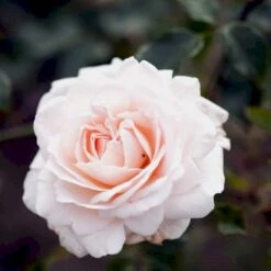 'Penny Lane' Rosa X 'Penny Lane' (Slyngrose) A-Kvalitet,- Barrods Roser Min. 3 Grene 7 'Penny Lane' Rosa X 'Penny Lane' (Slyngrose) A-Kvalitet,- Barrods Roser Min. 3 Grene -Sirius Butik p2508 52496 rosa x penny lane slyngrose e128