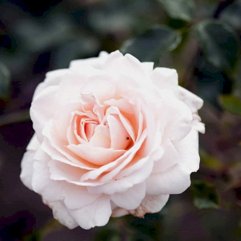 'Penny Lane' Rosa X 'Penny Lane' (Slyngrose) A-Kvalitet,- Barrods Roser Min. 3 Grene 3 'Penny Lane' Rosa X 'Penny Lane' (Slyngrose) A-Kvalitet,- Barrods Roser Min. 3 Grene - Billede 3