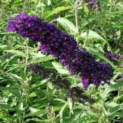 Sommerfuglebusk 'Black Knight' Buddleja Davidii 'Black Knight' Potte 6,5 Liter 50-60 Cm. -Sirius Butik p250 47307 buddleja davidii black knight 5405