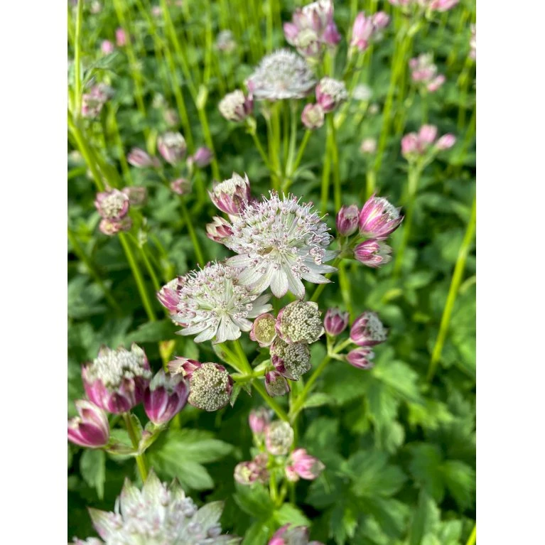 Bayersk Stjerneskærm Astrantia Bavarica 1 Liter Potte 1 Bayersk Stjerneskærm Astrantia Bavarica 1 Liter Potte