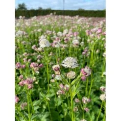 Bayersk Stjerneskærm Astrantia Bavarica 1 Liter Potte 5 Bayersk Stjerneskærm Astrantia Bavarica 1 Liter Potte -Sirius Butik p25291 46285 astrantia bavarica ac0f
