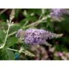 Sommerfuglebusk 'Lochinch' Buddleja Davidii 'Lochinch' 3,5 Liter Potte