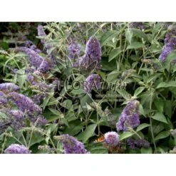 Sommerfuglebusk 'Lochinch' Buddleja Davidii 'Lochinch' 3,5 Liter Potte -Sirius Butik p252 6693 buddleia davidii lochinch a64d