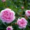 'Dronningen Af Danmark' Rosa Alba 'Dronningen Af Danmark' (Albarose) A-Kvalitet,- Barrods Roser Min. 3 Grene