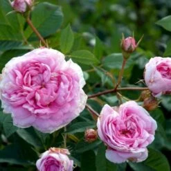 'Dronningen Af Danmark' Rosa Alba 'Dronningen Af Danmark' (Albarose) A-Kvalitet,- Barrods Roser Min. 3 Grene