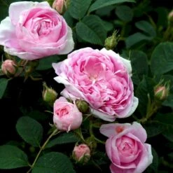 'Dronningen Af Danmark' Rosa Alba 'Dronningen Af Danmark' (Albarose) A-Kvalitet,- Barrods Roser Min. 3 Grene -Sirius Butik p2530 52360 rosa alba dronningen af danmark albarose 2922