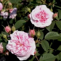 'Dronningen Af Danmark' Rosa Alba 'Dronningen Af Danmark' (Albarose) A-Kvalitet,- Barrods Roser Min. 3 Grene -Sirius Butik p2530 52361 rosa alba dronningen af danmark albarose 8891