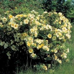 'Aicha' Rosa Pimpinellifolia 'Aicha' (Klitrose) A-Kvalitet,- Barrods Roser Min. 3 Grene -Sirius Butik p2532 52289 rosa pimpinellifolia aicha buskrose 3e5d