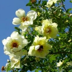 'Aicha' Rosa Pimpinellifolia 'Aicha' (Klitrose) A-Kvalitet,- Barrods Roser Min. 3 Grene -Sirius Butik p2532 52290 rosa pimpinellifolia aicha buskrose ce3c