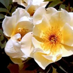 'Aicha' Rosa Pimpinellifolia 'Aicha' (Klitrose) A-Kvalitet,- Barrods Roser Min. 3 Grene -Sirius Butik p2532 52291 rosa pimpinellifolia aicha buskrose fc06