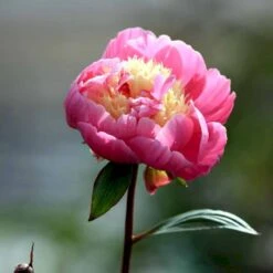 Silkepæon 'Bowl Of Beauty' Paeonia Lactiflora 'Bowl Of Beauty' 3,0 Liter Potte