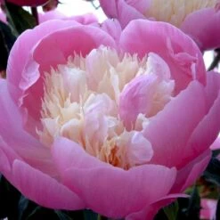 Silkepæon 'Bowl Of Beauty' Paeonia Lactiflora 'Bowl Of Beauty' 3,0 Liter Potte -Sirius Butik p2539 47930 paeonia lactiflora bowl of beauty 8d9d